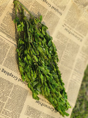 Preserved Boxwood Stems for Crafts Bulk Quantity Artificial Greenery