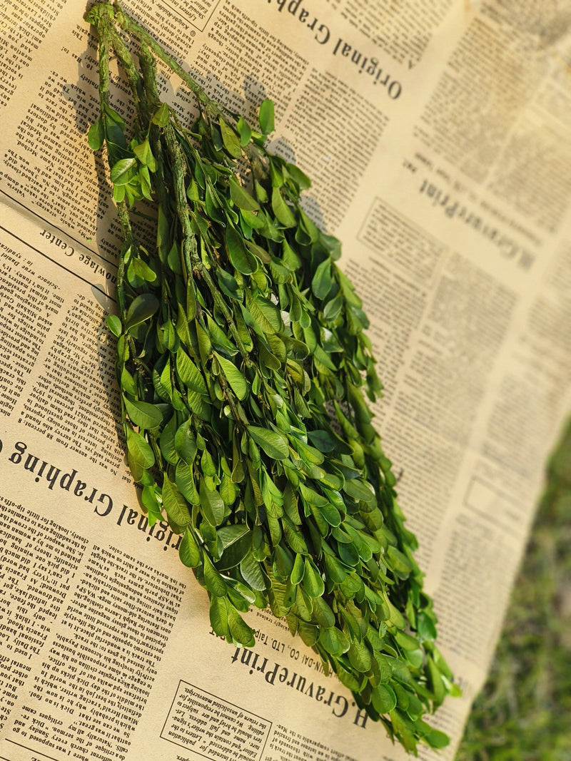 Preserved Boxwood Stems for Crafts Bulk Quantity Artificial Greenery