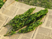 Preserved Boxwood Stems for Crafts Bulk Quantity Artificial Greenery