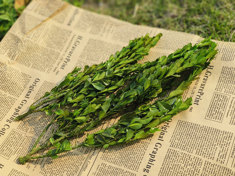 Preserved Boxwood Stems for Crafts Bulk Quantity Artificial Greenery