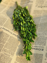 Preserved Boxwood Stems for Crafts Bulk Quantity Artificial Greenery