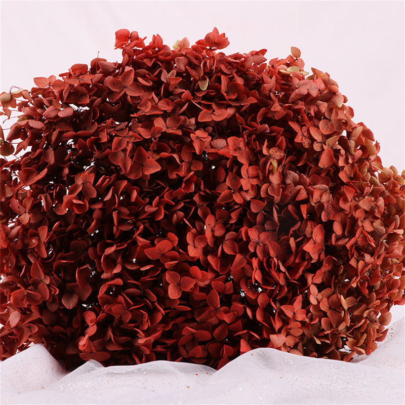 Preserved Large Hydrangea Flowers for Crafts and Arrangements – Bulk Quantity