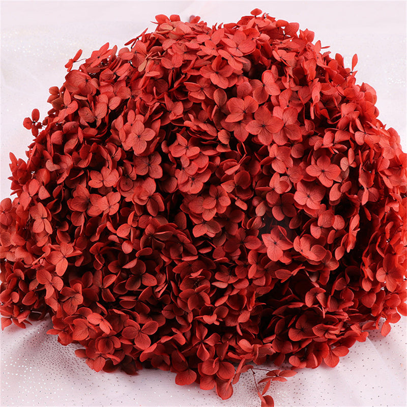 Preserved Large Hydrangea Flowers for Crafts and Arrangements – Bulk Quantity