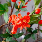 33.4 Inch Real Touch Artificial Pomegranate Silk Flower Stem for Wedding and Home Decor