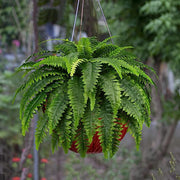 2 Pcs 22 Inch Artificial Boston Fern Bush UV Resistant Outdoor Plants