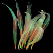 9 Inch Glowing Aquarium Kelp Plants 10 Pcs Artificial Glow Plants for Fish Tank Decor