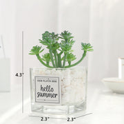 Mini Artificial Succulent Plants 12 Pcs in Transparent Glass Pots with Pebbles, Bulk Wholesale