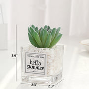 Mini Artificial Succulent Plants 12 Pcs in Transparent Glass Pots with Pebbles, Bulk Wholesale