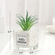 Mini Artificial Succulent Plants 12 Pcs in Transparent Glass Pots with Pebbles, Bulk Wholesale