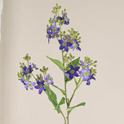 27.5 Inch Tweedia Spray Branch Artificial Silk Flowers 6 Stems Long Stems Bulk