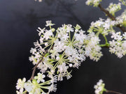 Artificial Devilwood Twig Osmanthus Flower 45 Inch Fragrant Olive Plant 1 Pc