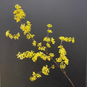 Artificial Devilwood Twig Osmanthus Flower 45 Inch Fragrant Olive Plant 1 Pc