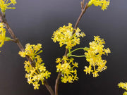 Artificial Devilwood Twig Osmanthus Flower 45 Inch Fragrant Olive Plant 1 Pc