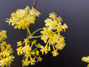Artificial Devilwood Twig Osmanthus Flower 45 Inch Fragrant Olive Plant 1 Pc