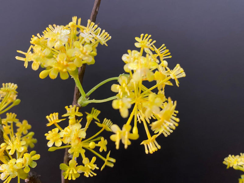 Artificial Devilwood Twig Osmanthus Flower 45 Inch Fragrant Olive Plant 1 Pc