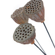 Artificial Dried Lotus Flower Pod Stem 23 Inch 10 Pcs Bulk Seedpod Twig