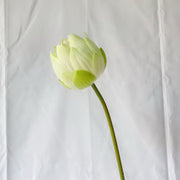 28 Inch Artificial Silk Lotus Bud Lily Stem 10 Pcs Bulk Pack