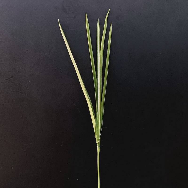 Artificial Orris Yucca Leaf Foliage Stems 35 Inch Green Lemongrass Greenery Bulk Wholesale