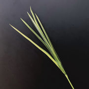 Artificial Orris Yucca Leaf Foliage Stems 35 Inch Green Lemongrass Greenery Bulk Wholesale