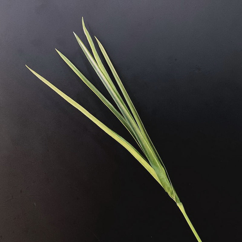 Artificial Orris Yucca Leaf Foliage Stems 35 Inch Green Lemongrass Greenery Bulk Wholesale