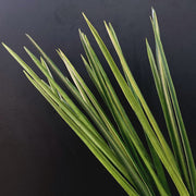 Artificial Orris Yucca Leaf Foliage Stems 35 Inch Green Lemongrass Greenery Bulk Wholesale