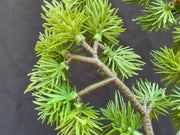Artificial Pine Twig Greenery 15 Inch, 1 Pc, Green Artificial Plant Decor