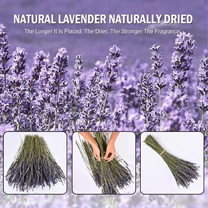 2 Bundles Dried Lavender Stalks, Bulk Natural Purple Dried Flowers for Decor