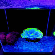 Glowing Effect Artificial Aquarium Plants 10 Pcs Lettuce Coral Glow for Fish Tank Decor