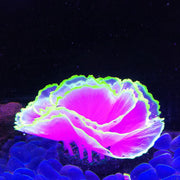 Glowing Effect Artificial Aquarium Plants 10 Pcs Lettuce Coral Glow for Fish Tank Decor