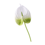 26 Inch Artificial Anthurium Stems 10 Pcs Real Touch Silk Flowers Bulk