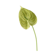 26 Inch Artificial Anthurium Stems 10 Pcs Real Touch Silk Flowers Bulk