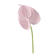 26 Inch Artificial Anthurium Stems 10 Pcs Real Touch Silk Flowers Bulk