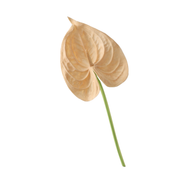 26 Inch Artificial Anthurium Stems 10 Pcs Real Touch Silk Flowers Bulk
