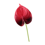 26 Inch Artificial Anthurium Stems 10 Pcs Real Touch Silk Flowers Bulk