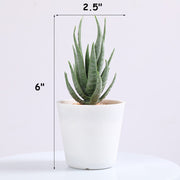 3 Pcs Artificial Succulent Plants Mini Potted Succulents in Vase Decor for Office Home