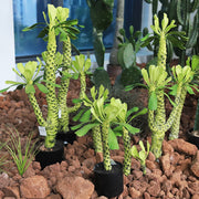 Artificial Succulent Plants Bulk 12 Pcs in Pots, Realistic Silk Succulents for Home Decor