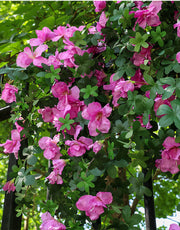 33 Inch Faux Silk Azalea Spills 2-Pack UV Protected Outdoor Artificial Flowers