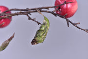 6 Pcs 37 Inch Extra Long Artificial Apple Fruit Stems Bouquets Branches