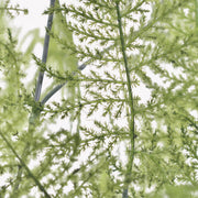 48 Inch Artificial Asparagus Fern Stems Bulk Extra Tall 48" 10 Pcs Silk Plants