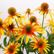 29 Inch Silk Coneflower Stems Bulk 10 Pcs Artificial Flower Arrangement