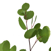 31 Inch Extra Tall Eucalyptus Stems Spray 10 Pcs Artificial Greenery Decor Bulk