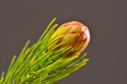 26 Inch Artificial Pine Branches Bulk Quantity Faux Greenery for Floral Arrangements