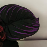 8 Inch Artificial Halloween Flower Arrangement 1 Pc Black Purple Burgundy Blooms with Leaves in Gold Vase