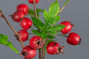24 Inch Artificial Hawthorn Stems Spray with Fruits, 10 Pcs Bulk Branches