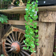 23 Inch Pennywort Garland 6 Ft Artificial Lucky Hydrocotyle Vulgare Hanging Greenery Plant