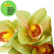 Real Touch Cymbidium Orchid Stem, Artificial Silk Flower, 1 Stem, Green and White, 24 Inch
