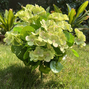 24 Stems Artificial Begonia Flowers, 16 Inch UV Resistant Silk Faux Plants for Hanging Baskets Patio Garden Decor