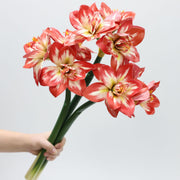 Real Touch Amaryllis Stem Artificial Flower 12 Inch Spring Bloom 1 Pc