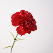 19.6 Inch Real Touch Artificial Carnations - Lifelike Silk Flowers for Wedding and Home Decor