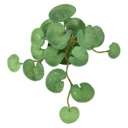 6 Inch Pennywort Stem 10 Pcs Artificial Lucky Hydrocotyle Vulgaris Greenery Plant
